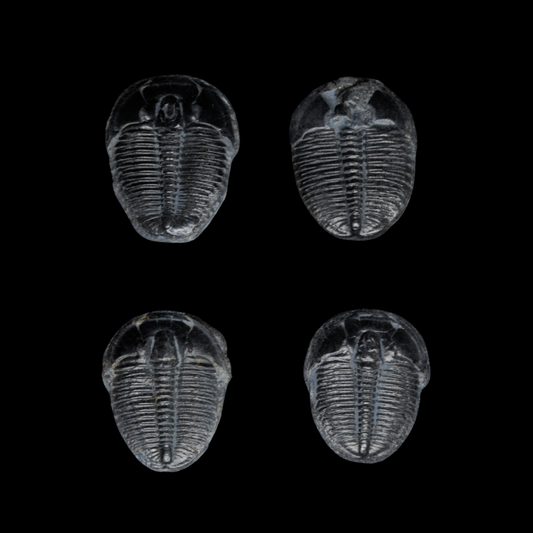 Trilobite Elrathia kingii