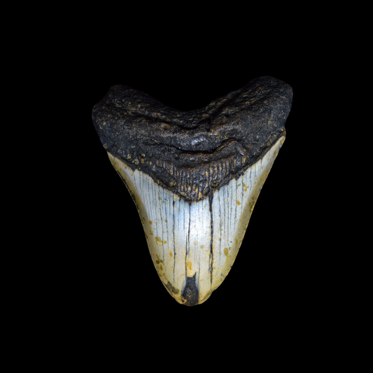 Diente de Megalodon