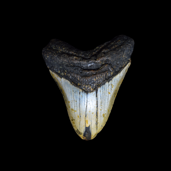 Diente de Megalodon