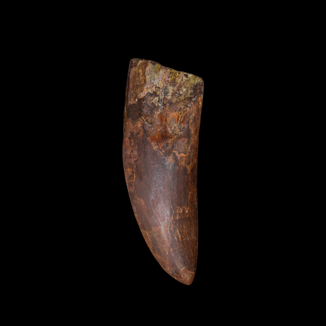 Diente de Charcharodontosaurus