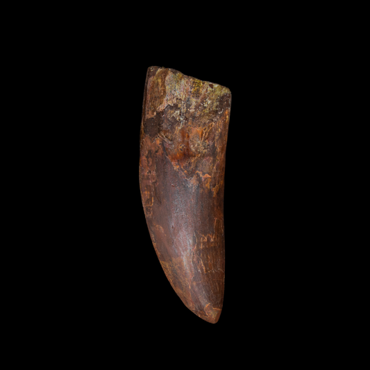 Diente de Charcharodontosaurus