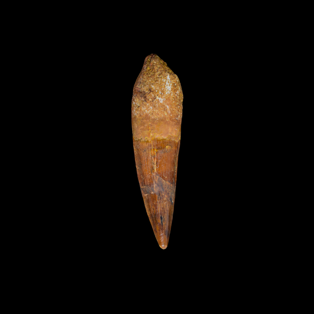 Diente de Spinosaurus 26