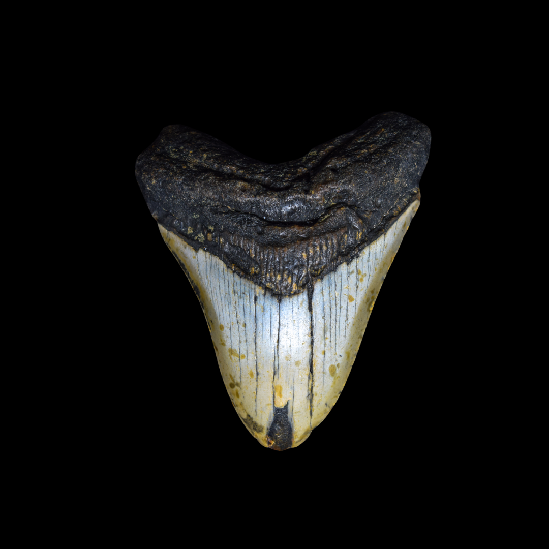 Diente de Megalodon