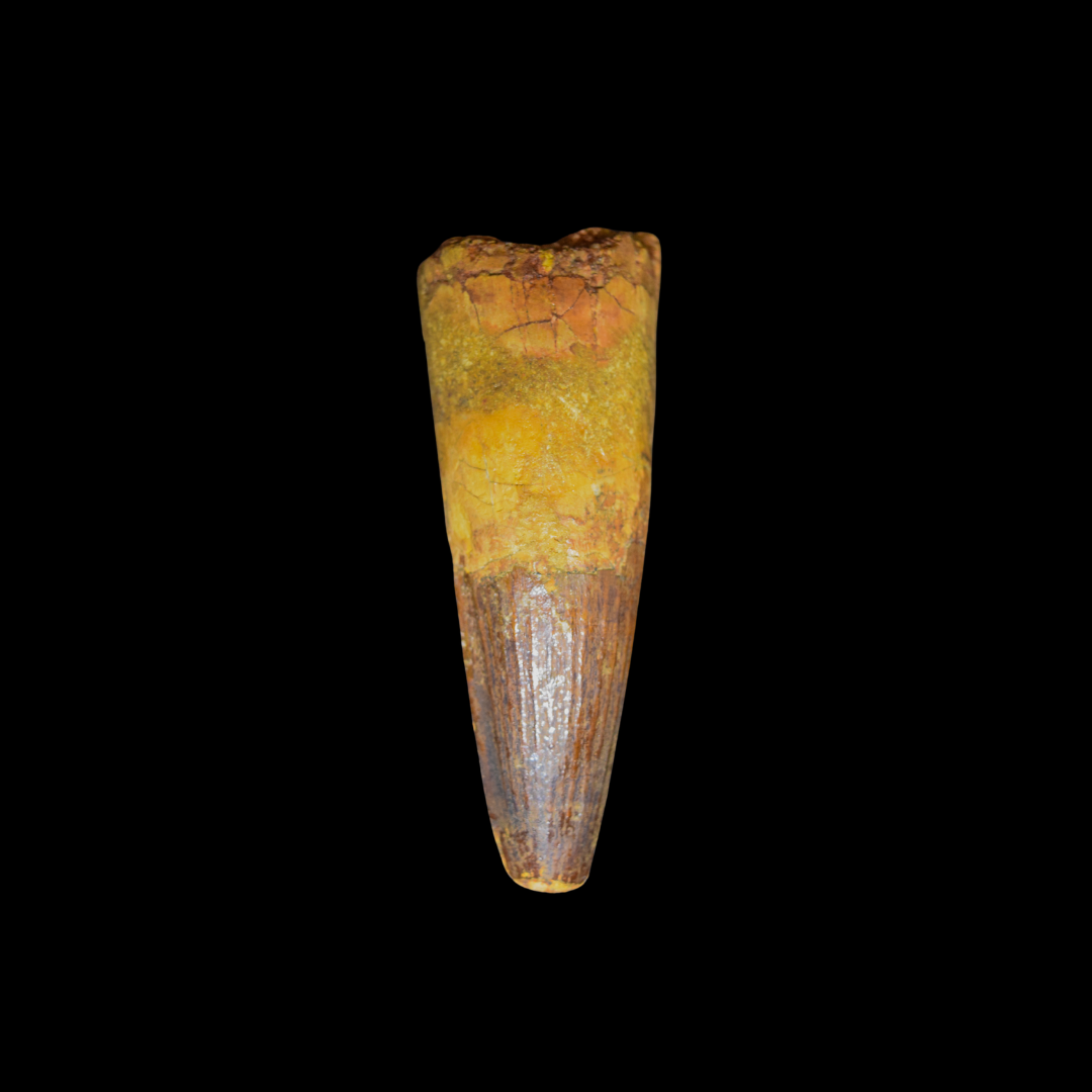 Diente de Spinosaurus 49