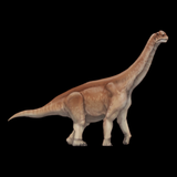 Fragmento de hueso (extremidad) Camarasaurus
