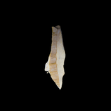 Fragmento de Defensa de Mamut
