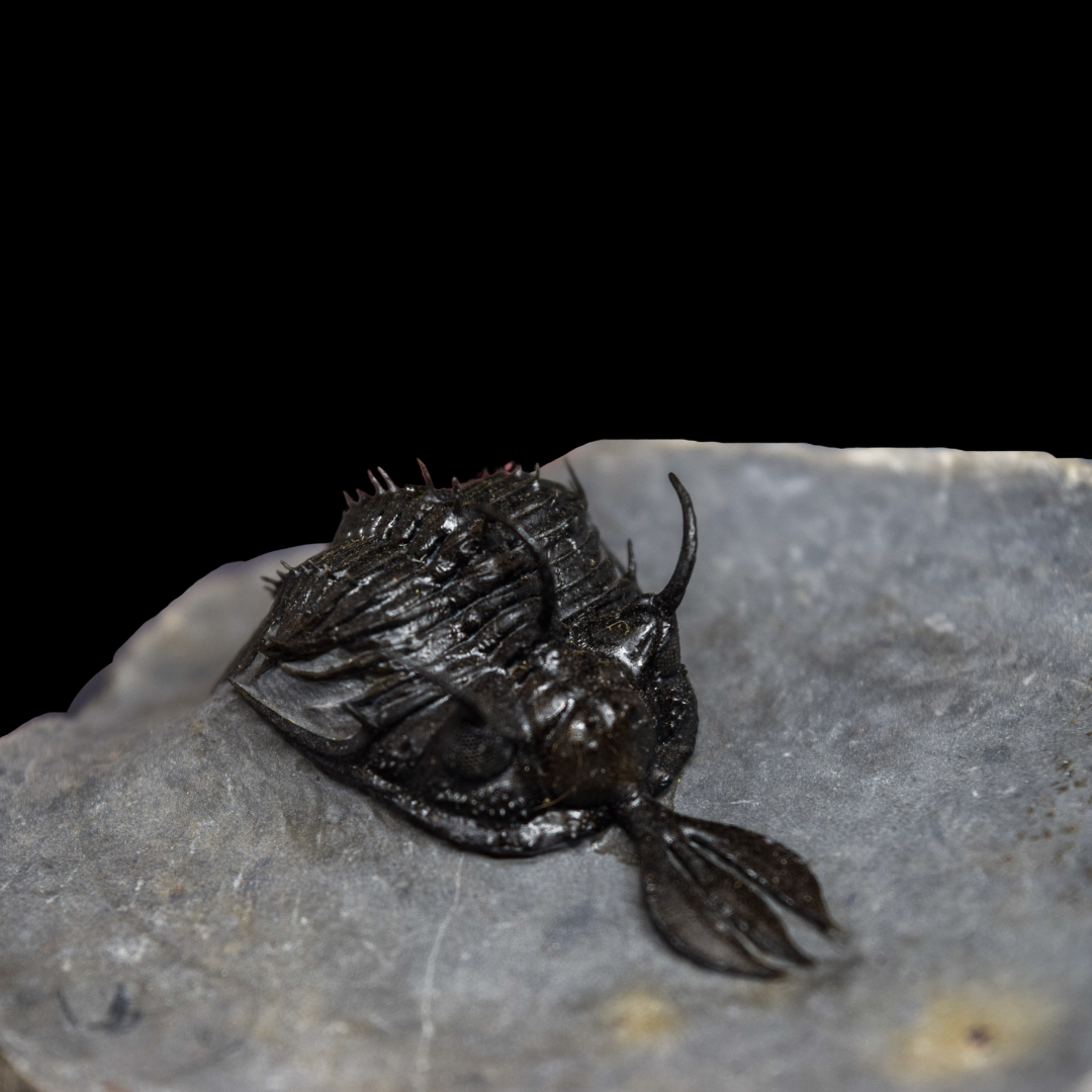 Trilobite Walliserops