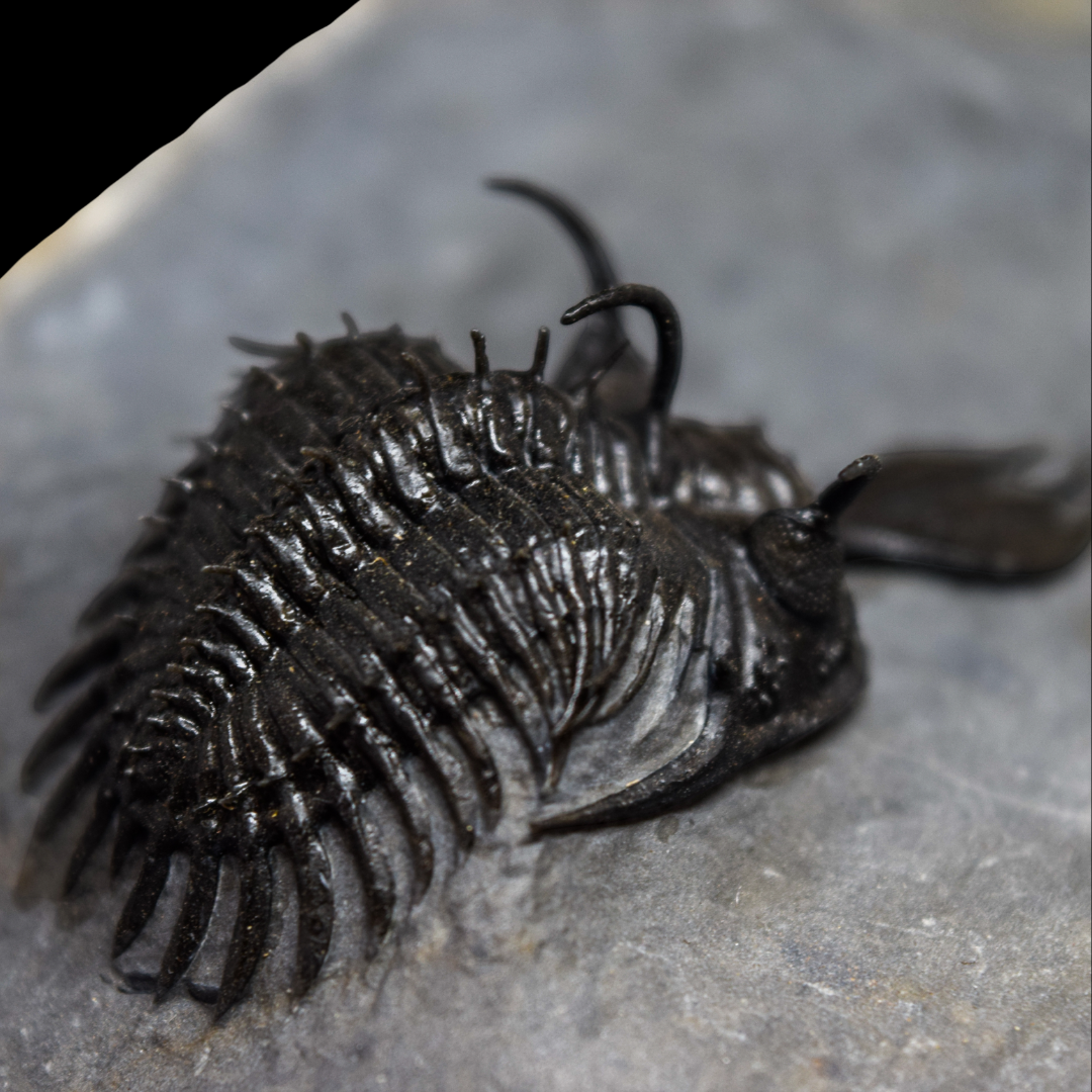 Trilobite Walliserops