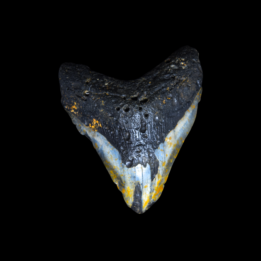Diente de Megalodon