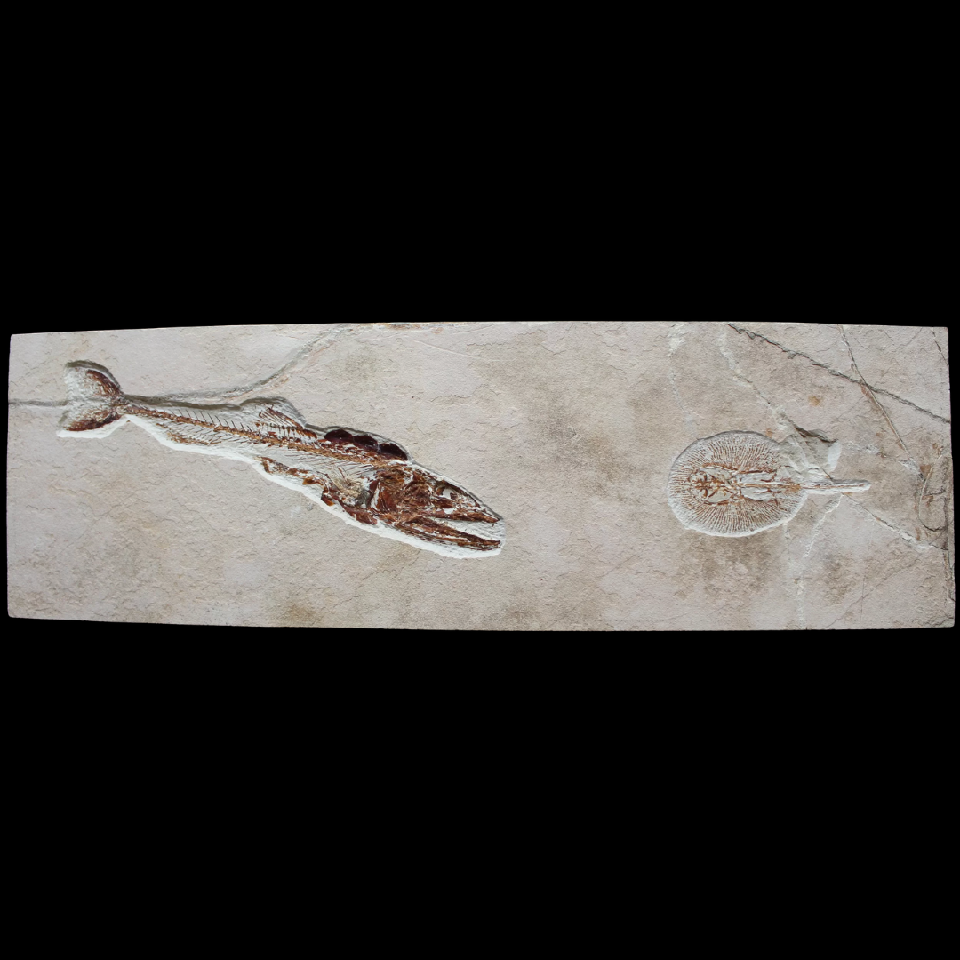 Placa con Pez y Mantarraya fosilizados