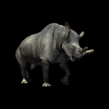 Fragmento de Hueso Megacerops