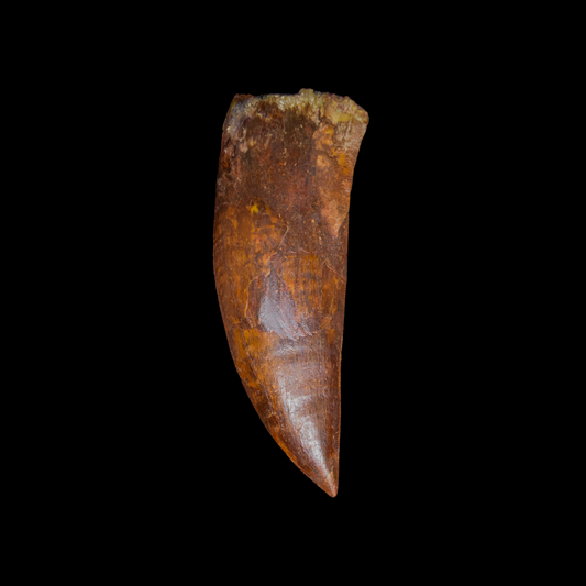 Diente de Charcharodontosaurus