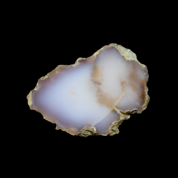 Laja de Madera Petrificada