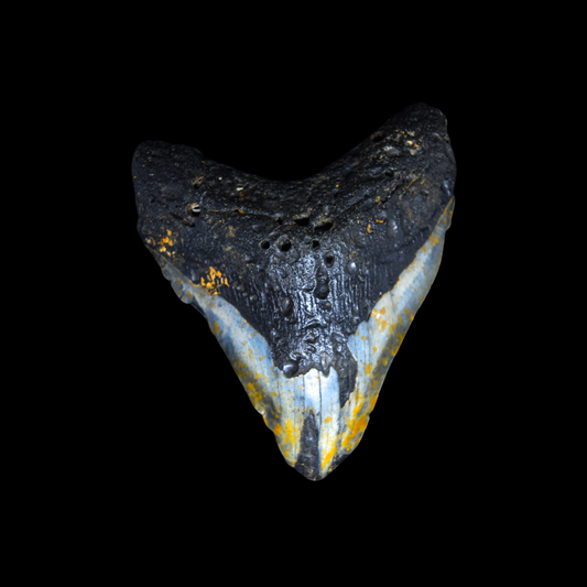 Diente de Megalodon