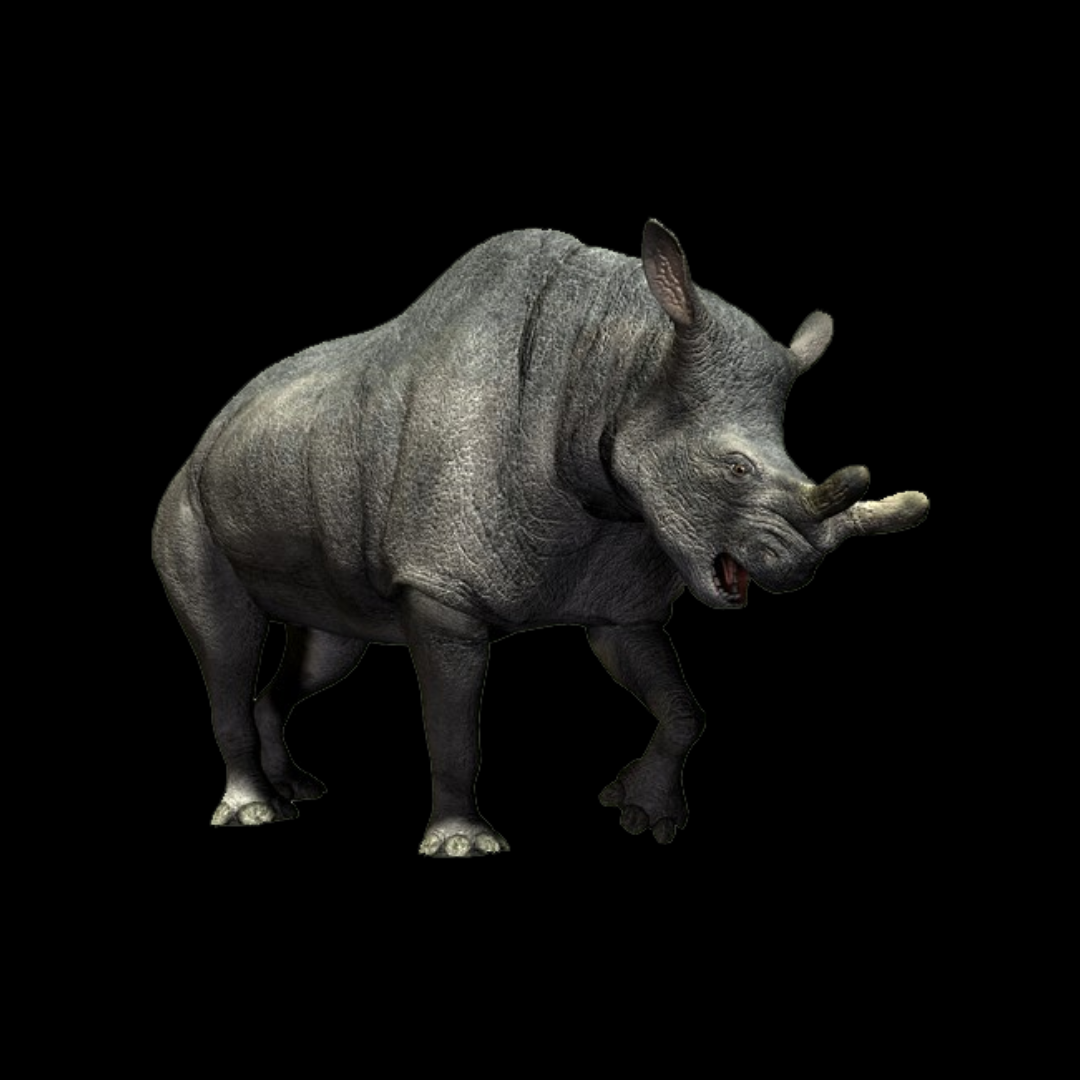 Fragmento de Hueso Megacerops