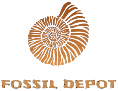Fossil Depot