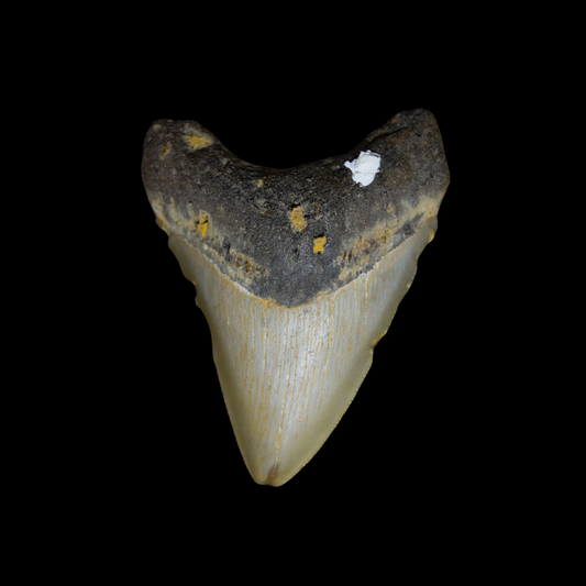 Diente de Megalodon