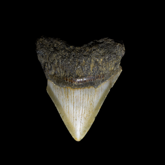 Diente de Megalodon