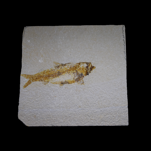 Knightia eocaena