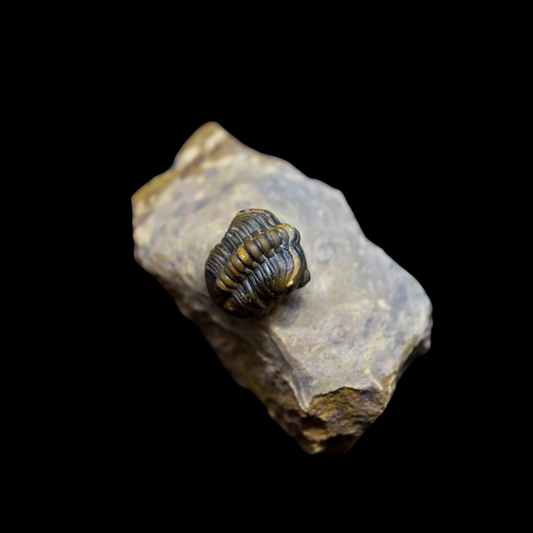 Trilobite Phacops