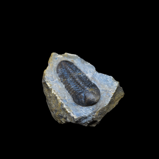 Trilobite Phacops