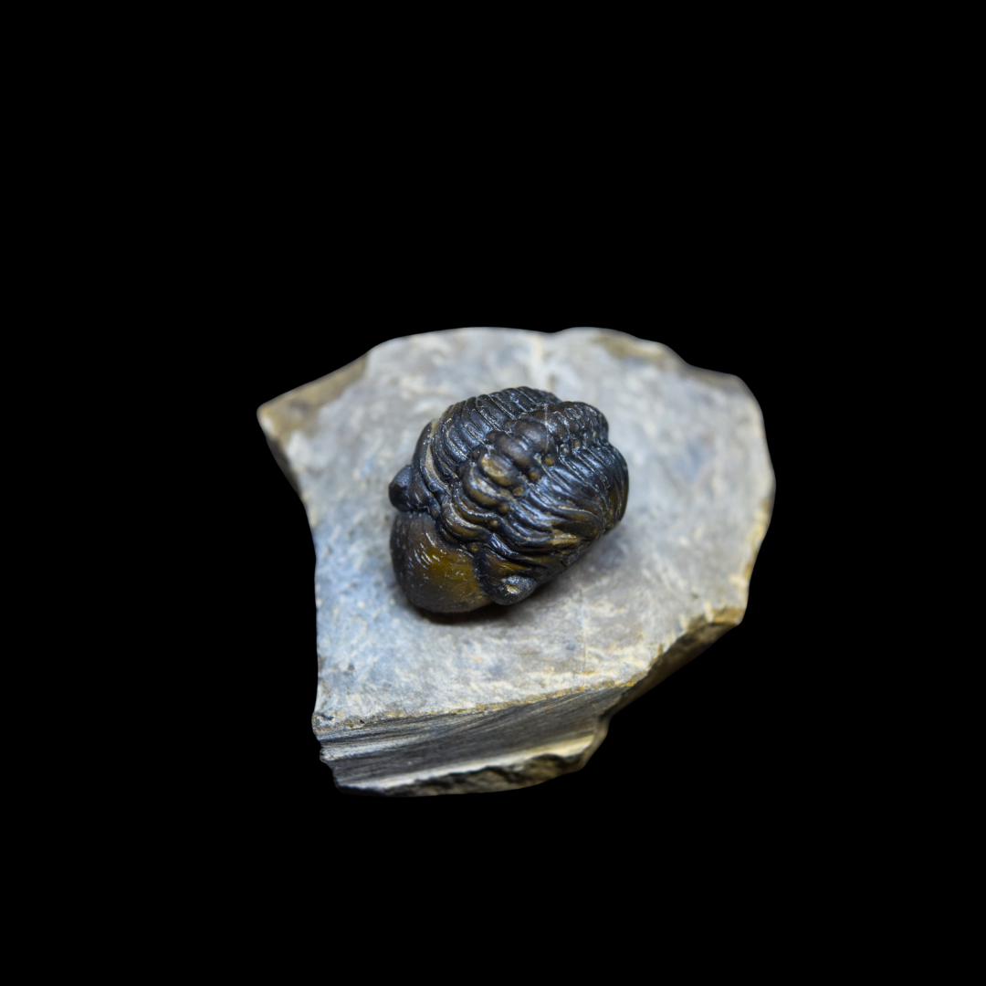 Trilobite Phacops