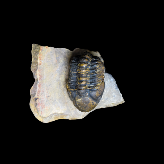 Trilobite Phacops
