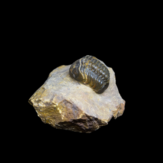 Trilobite Phacops