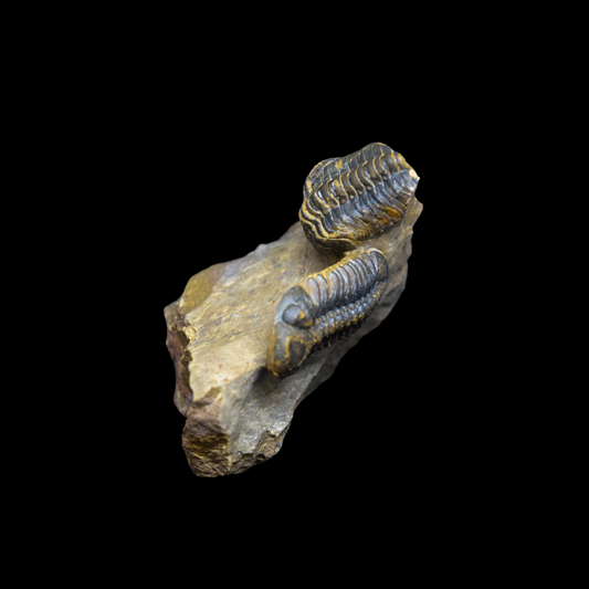 Trilobite Phacops