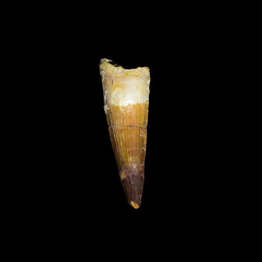 Diente de Spinosaurus 03