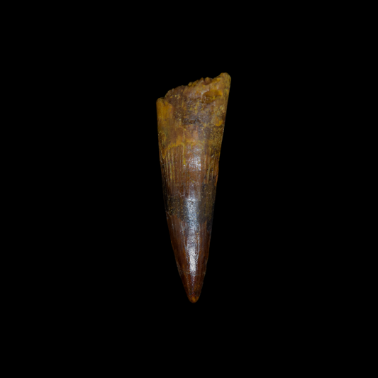 Diente de Spinosaurus 11