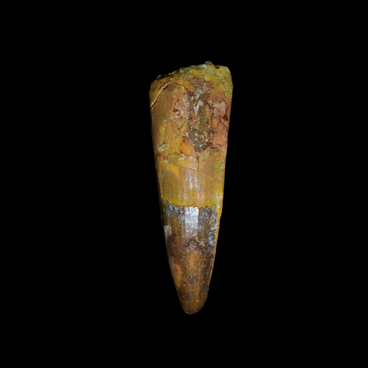 Diente de Spinosaurus 14