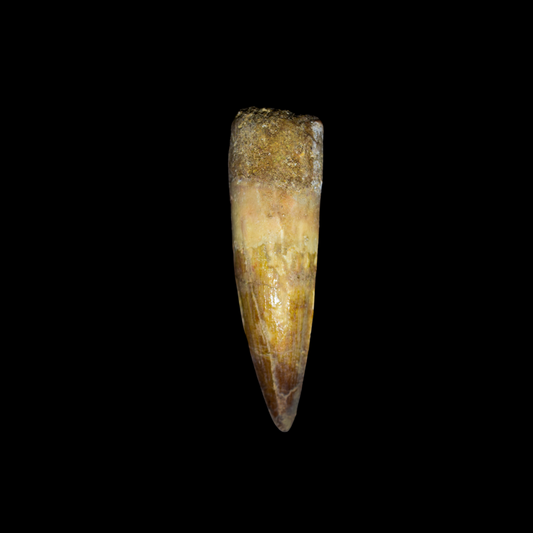 Diente de Spinosaurus 15