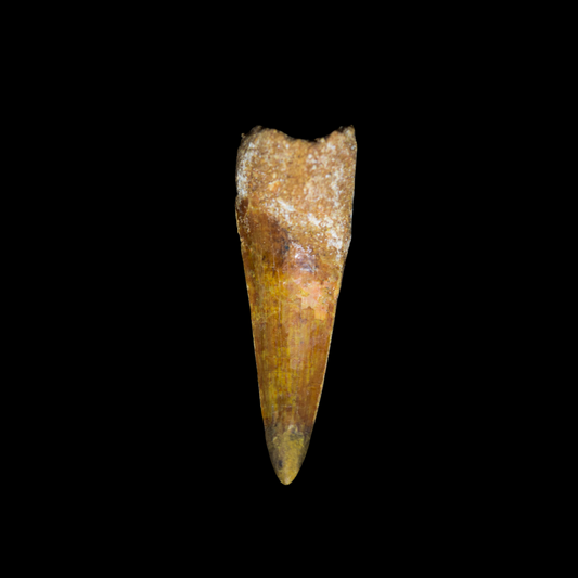 Diente de Spinosaurus 17