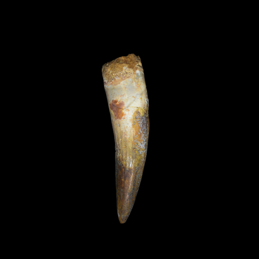 Diente de Spinosaurus 18