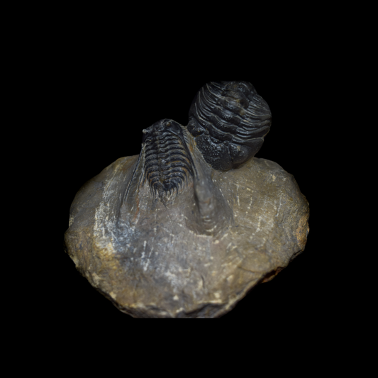 Trilobites Leonaspis y Phacops