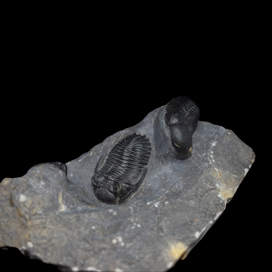 Trilobites Hollardops y Phacops