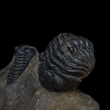 Trilobites Leonaspis y Phacops