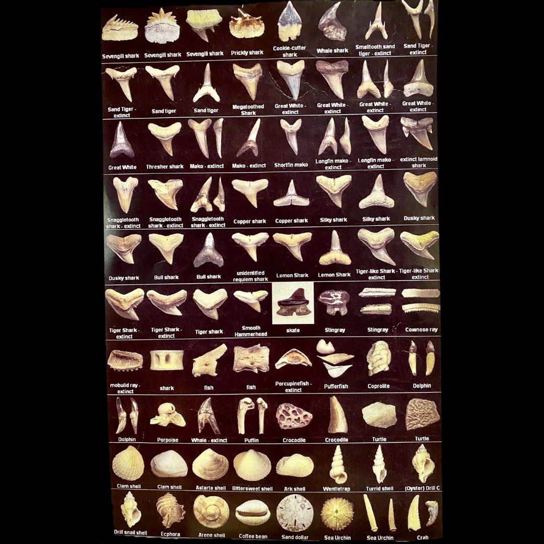 1 kg Grava de Carolina del Norte