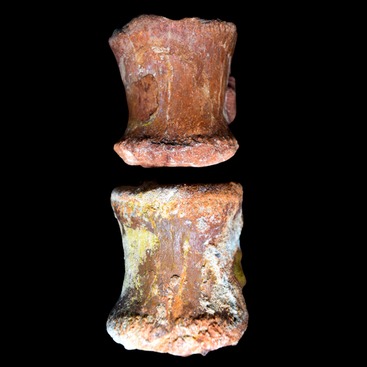 Vertebras caudales de Saurópodo