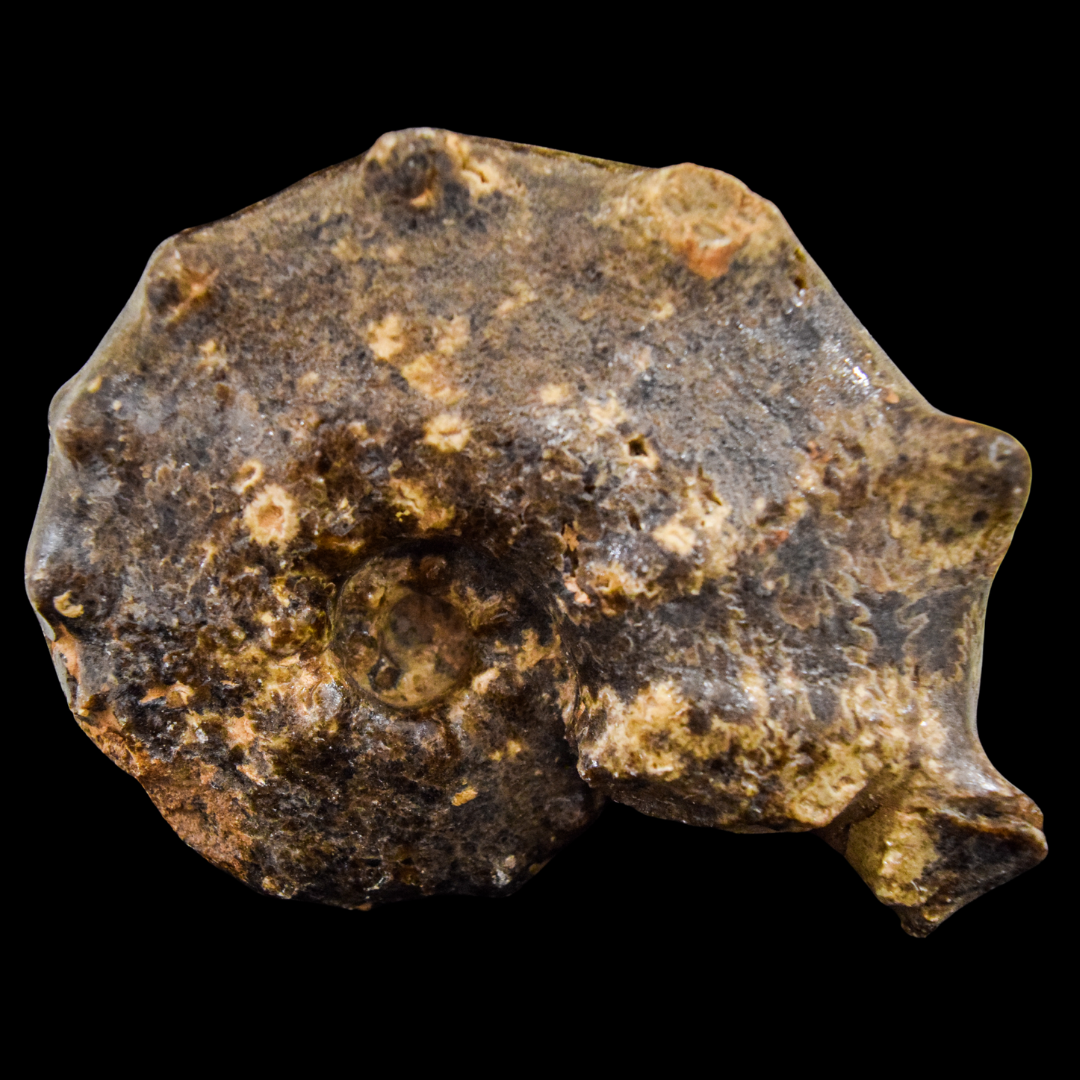 Ammonite Mammites Extra Grande