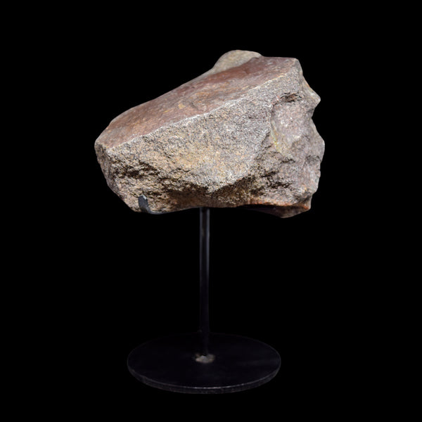 Fragmento de hueso (vertebra) de Camarasaurus