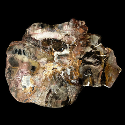 Laja de Madera Petrificada