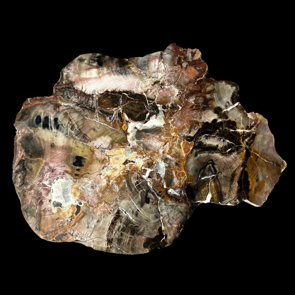 Laja de Madera Petrificada