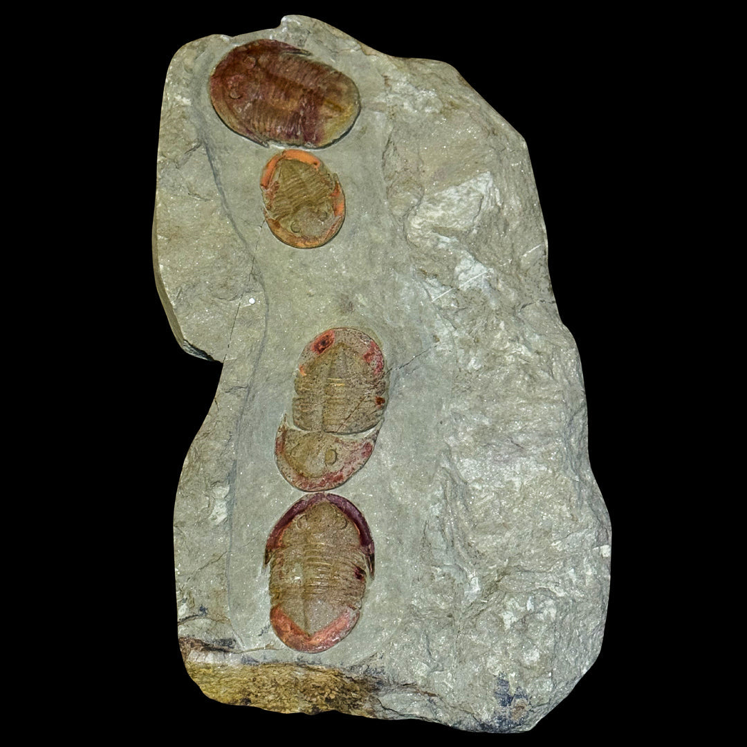 Placa Trilobites Asaphellus