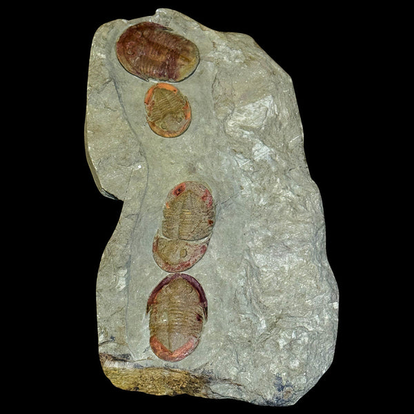 Placa Trilobites Asaphellus