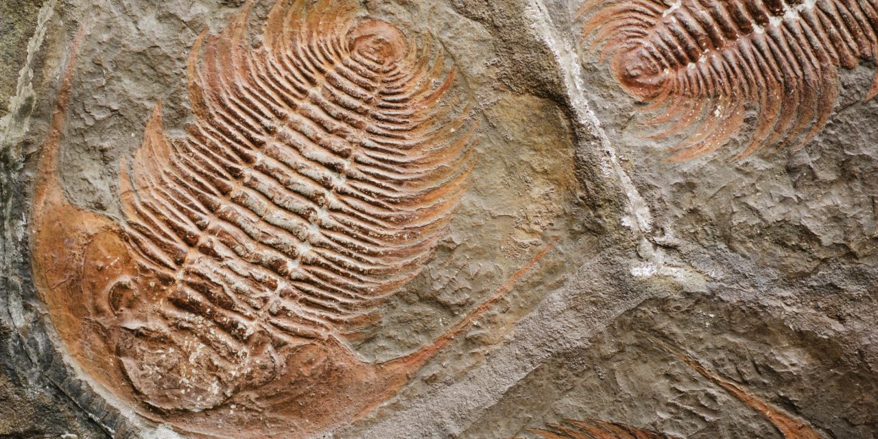 Posee un fragmento de la prehistoria